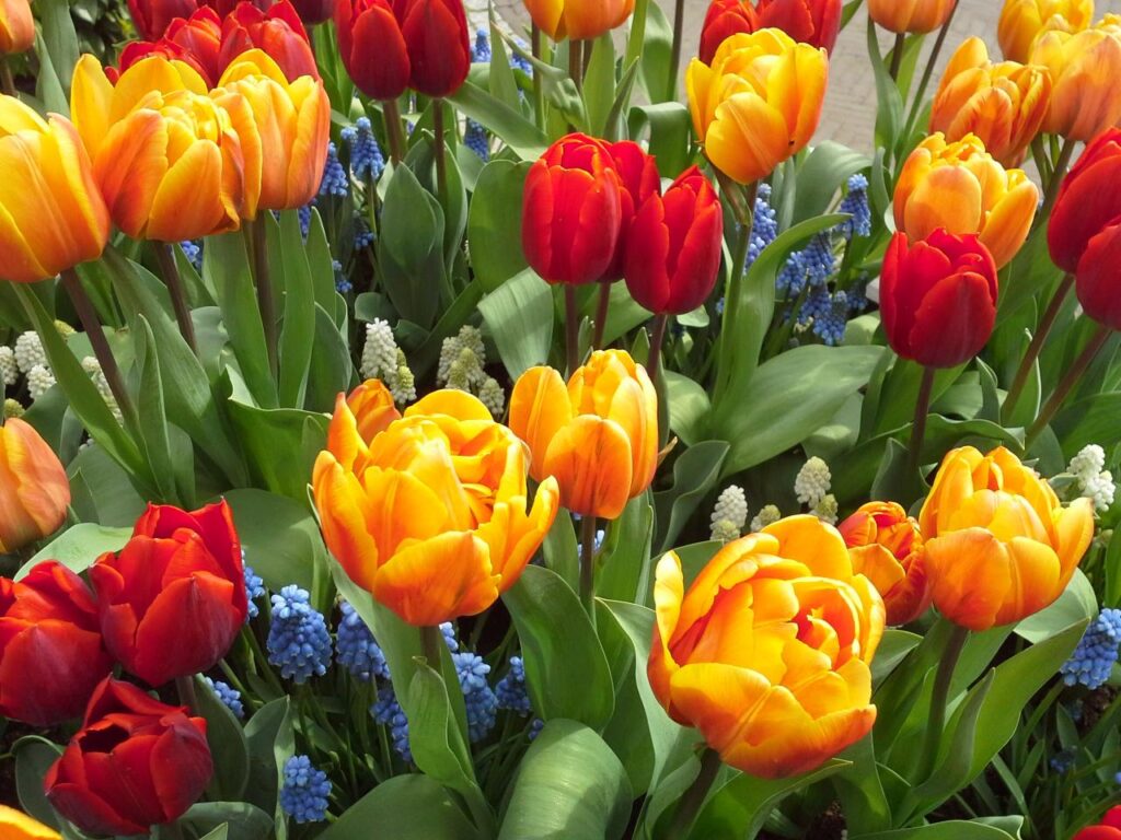 Why are tulips the best option for home decor?