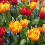 Why are tulips the best option for home decor?